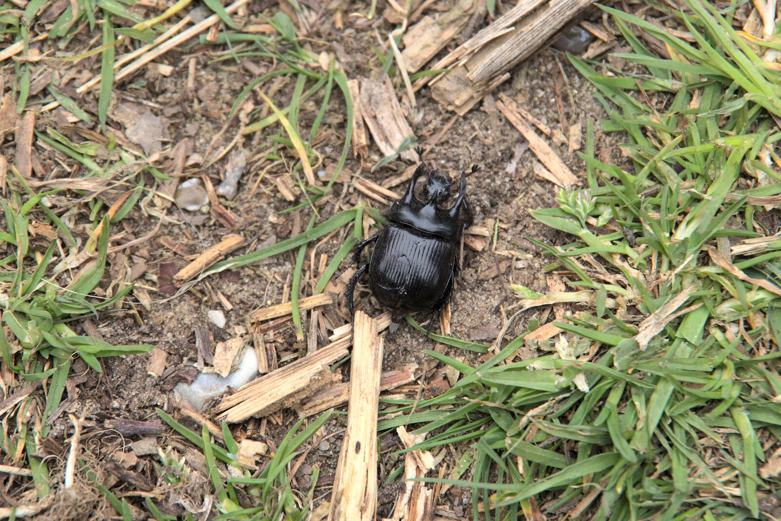 A Stag Beetle pootles around from A Trip to Dunwich Beach, Dunwich, Suffolk - 2nd April 2021