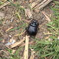 A Stag Beetle pootles around, A Trip to Dunwich Beach, Dunwich, Suffolk - 2nd April 2021