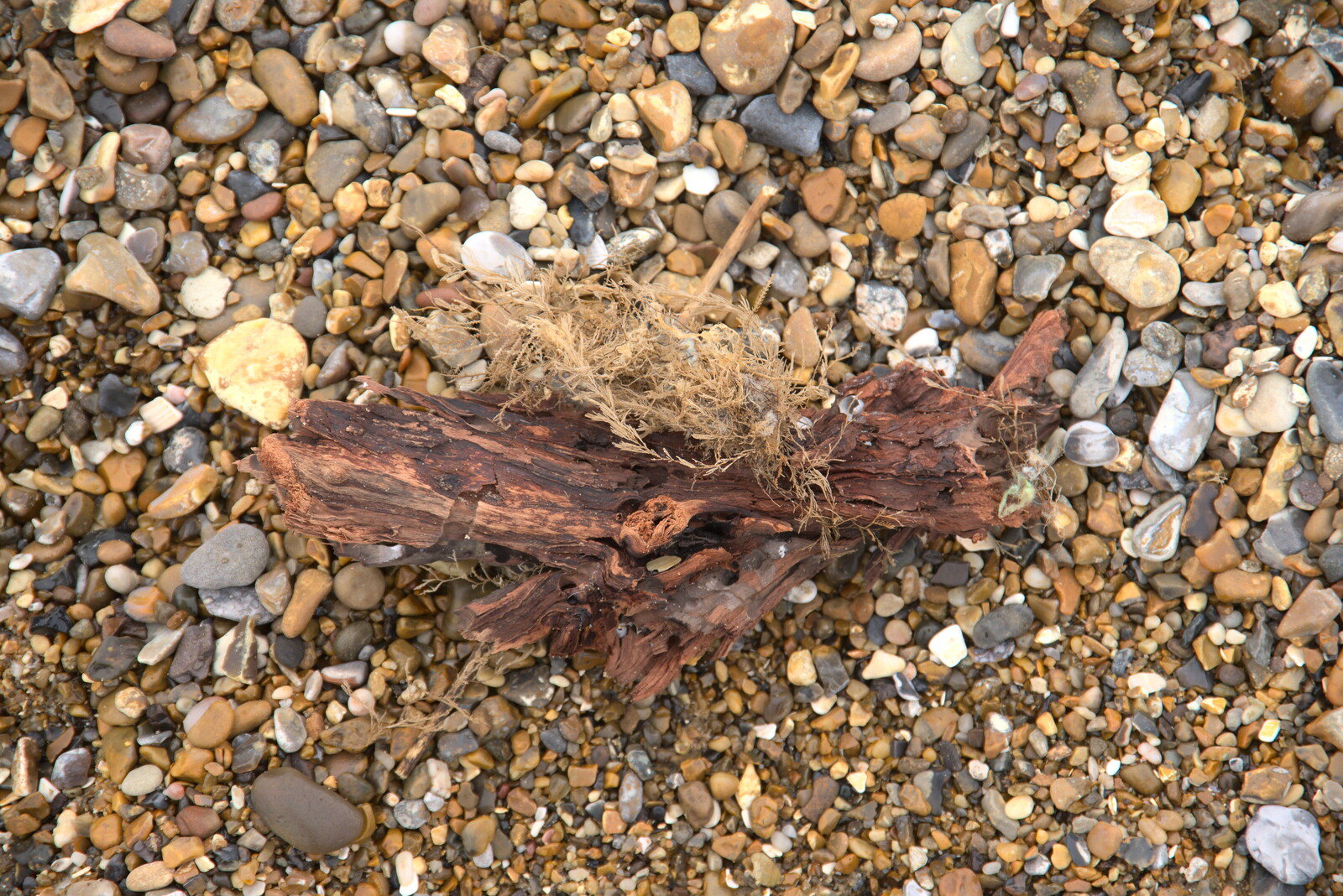 Wood and dried plant matter from A Trip to Dunwich Beach, Dunwich, Suffolk - 2nd April 2021
