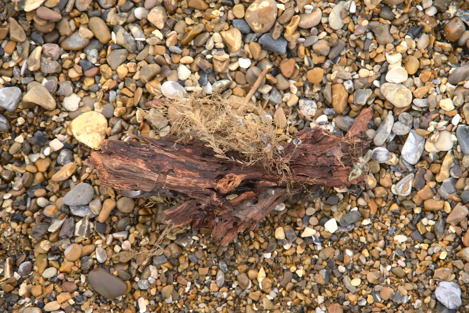 Wood and dried plant matter, from A Trip to Dunwich Beach, Dunwich, Suffolk - 2nd April 2021