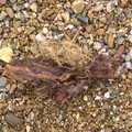 Wood and dried plant matter, A Trip to Dunwich Beach, Dunwich, Suffolk - 2nd April 2021