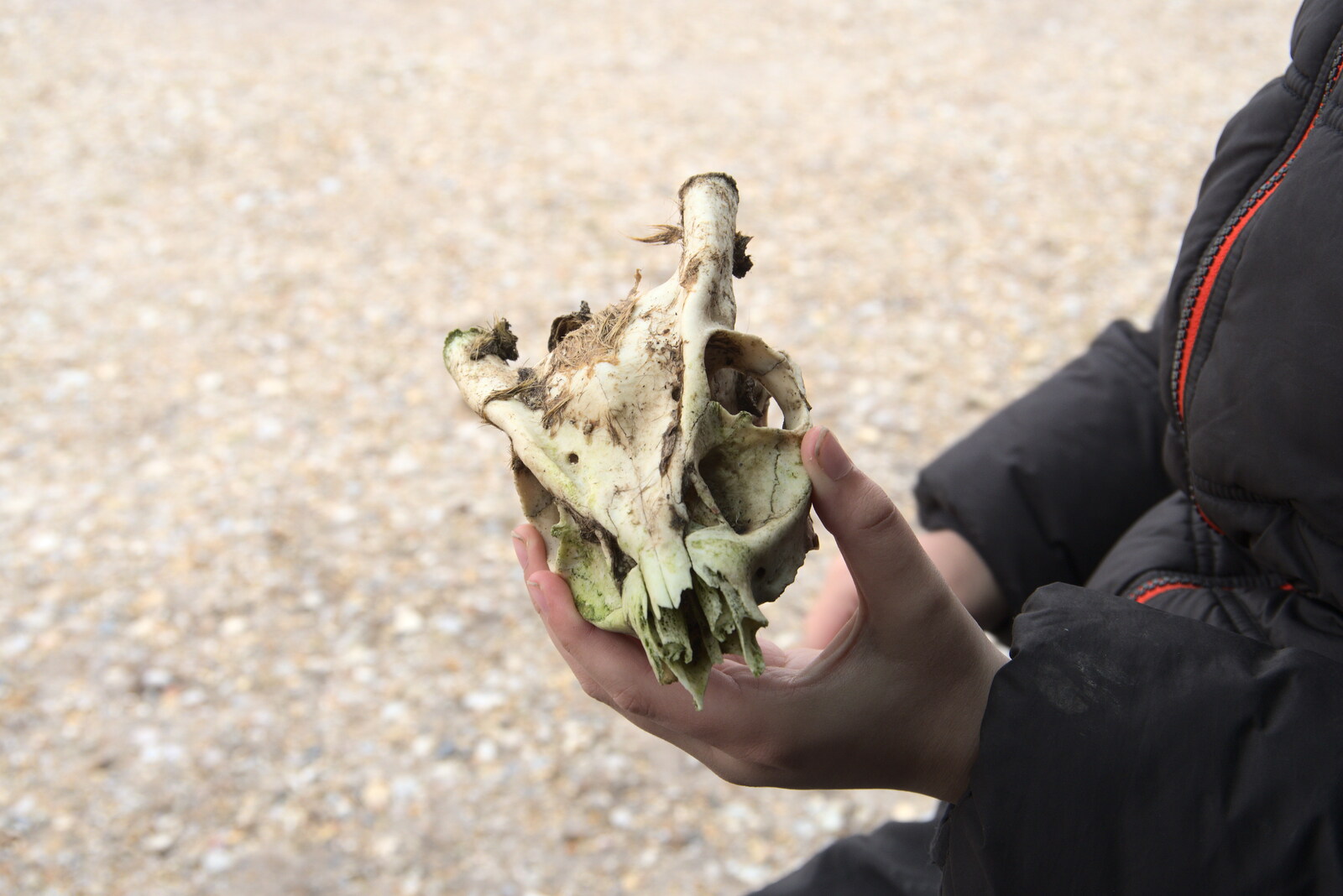 Fred finds a cool Muntjac skull from A Trip to Dunwich Beach, Dunwich, Suffolk - 2nd April 2021