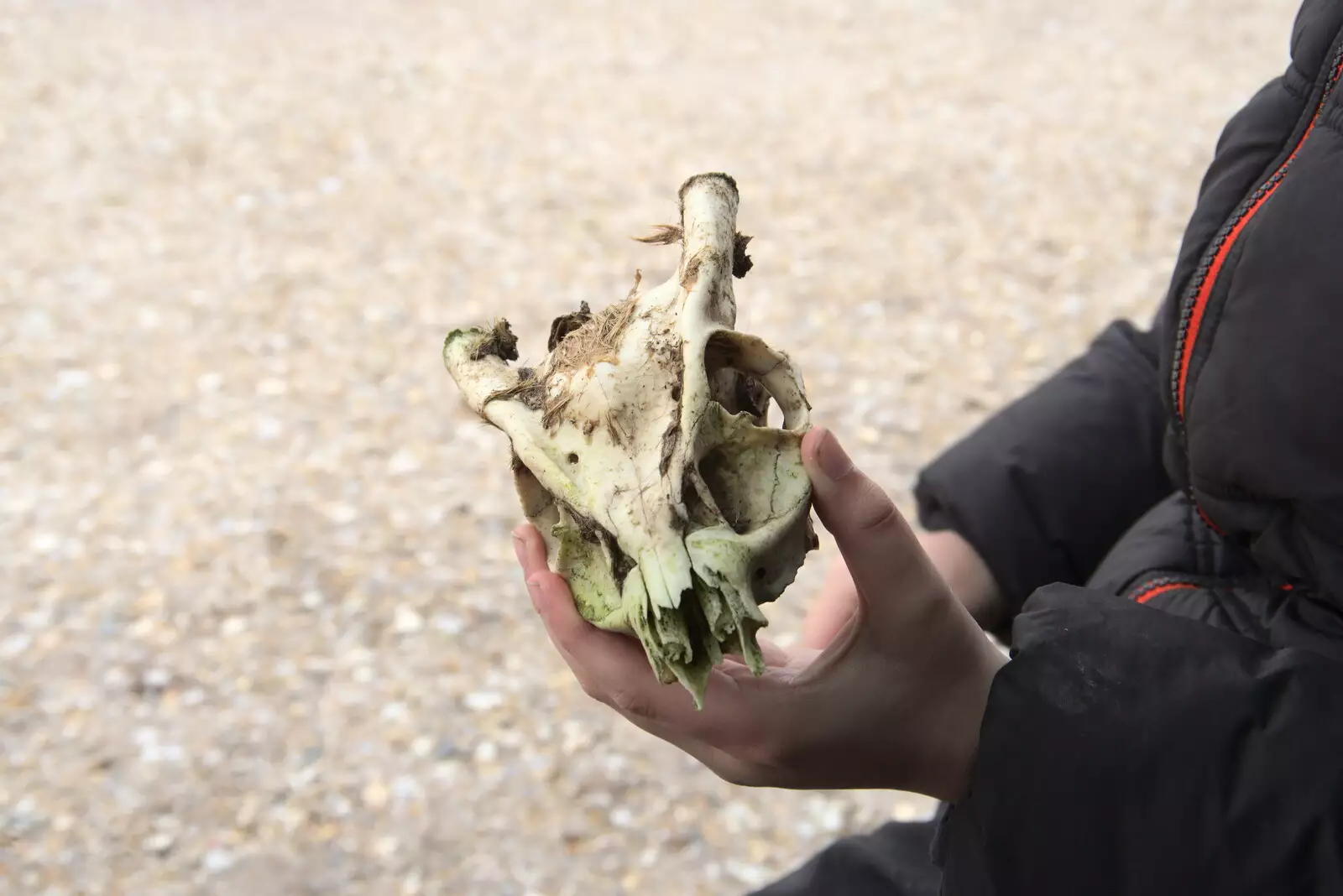 Fred finds a cool Muntjac skull, from A Trip to Dunwich Beach, Dunwich, Suffolk - 2nd April 2021