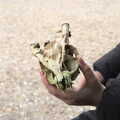Fred finds a cool Muntjac skull, A Trip to Dunwich Beach, Dunwich, Suffolk - 2nd April 2021
