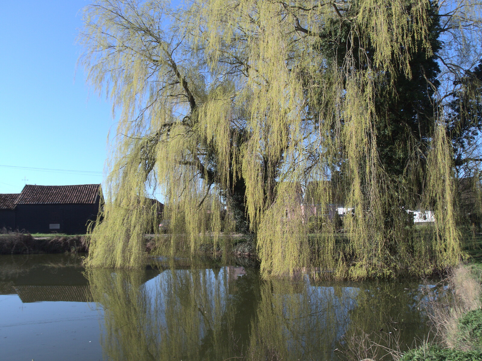 A willow in Thrandeston comes into leaf from Roadworks and Harry's Trampoline, Brome, Suffolk - 6th April 2021