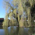 A willow in Thrandeston comes into leaf, Roadworks and Harry's Trampoline, Brome, Suffolk - 6th April 2021