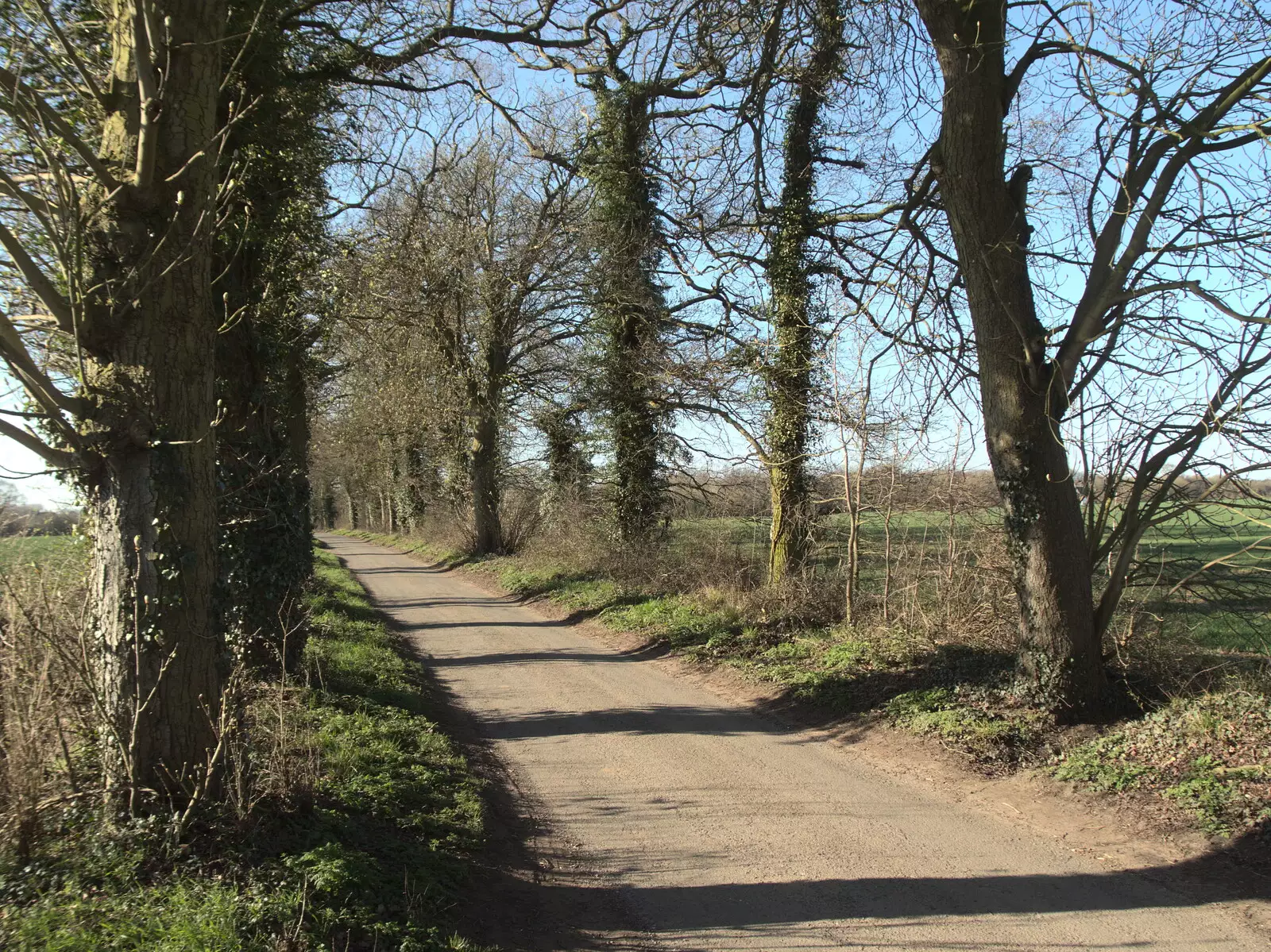 The trees on Thornham Road wake up for spring, from Roadworks and Harry's Trampoline, Brome, Suffolk - 6th April 2021