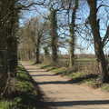 The trees on Thornham Road wake up for spring, Roadworks and Harry's Trampoline, Brome, Suffolk - 6th April 2021