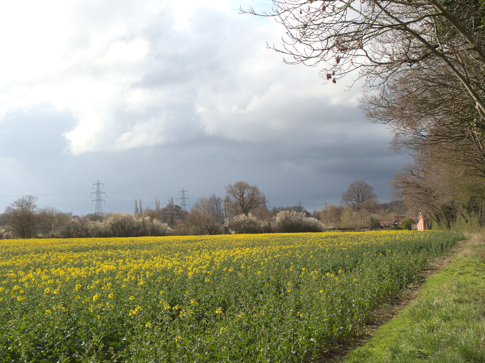 A field of oilseed on Thornham Road from Roadworks and Harry's Trampoline, Brome, Suffolk - 6th April 2021