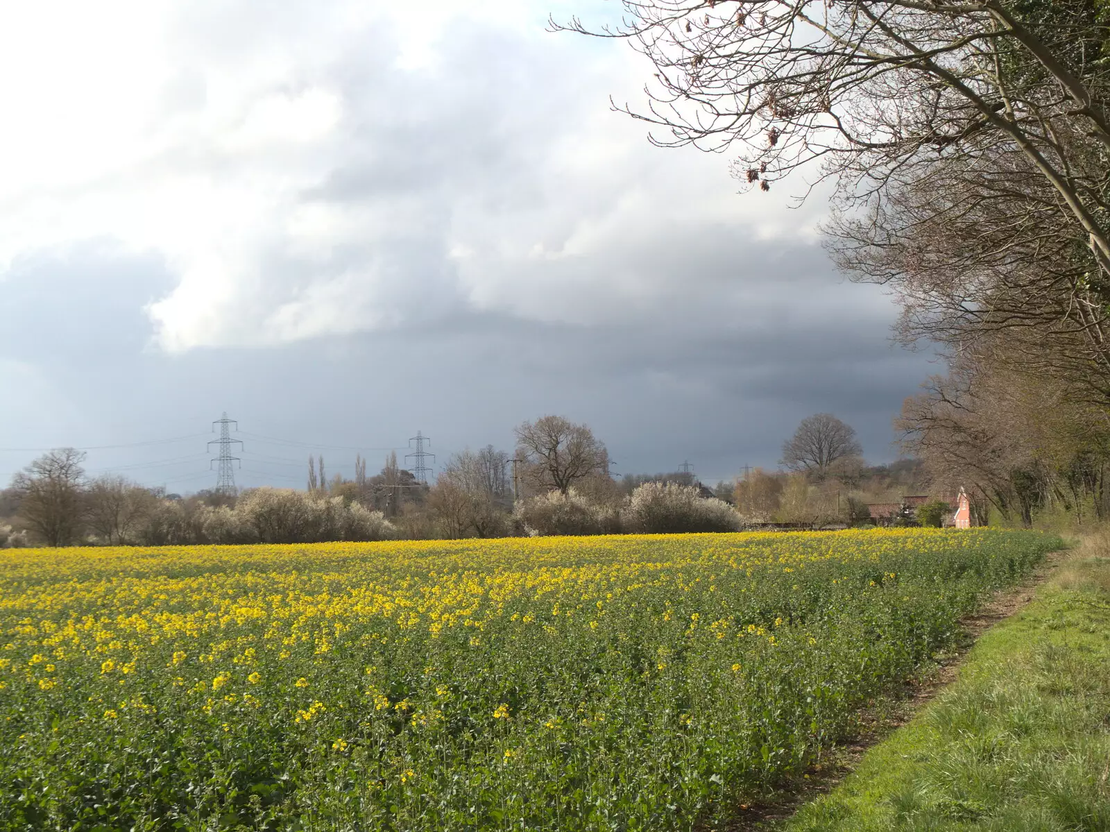 A field of oilseed on Thornham Road, from Roadworks and Harry's Trampoline, Brome, Suffolk - 6th April 2021