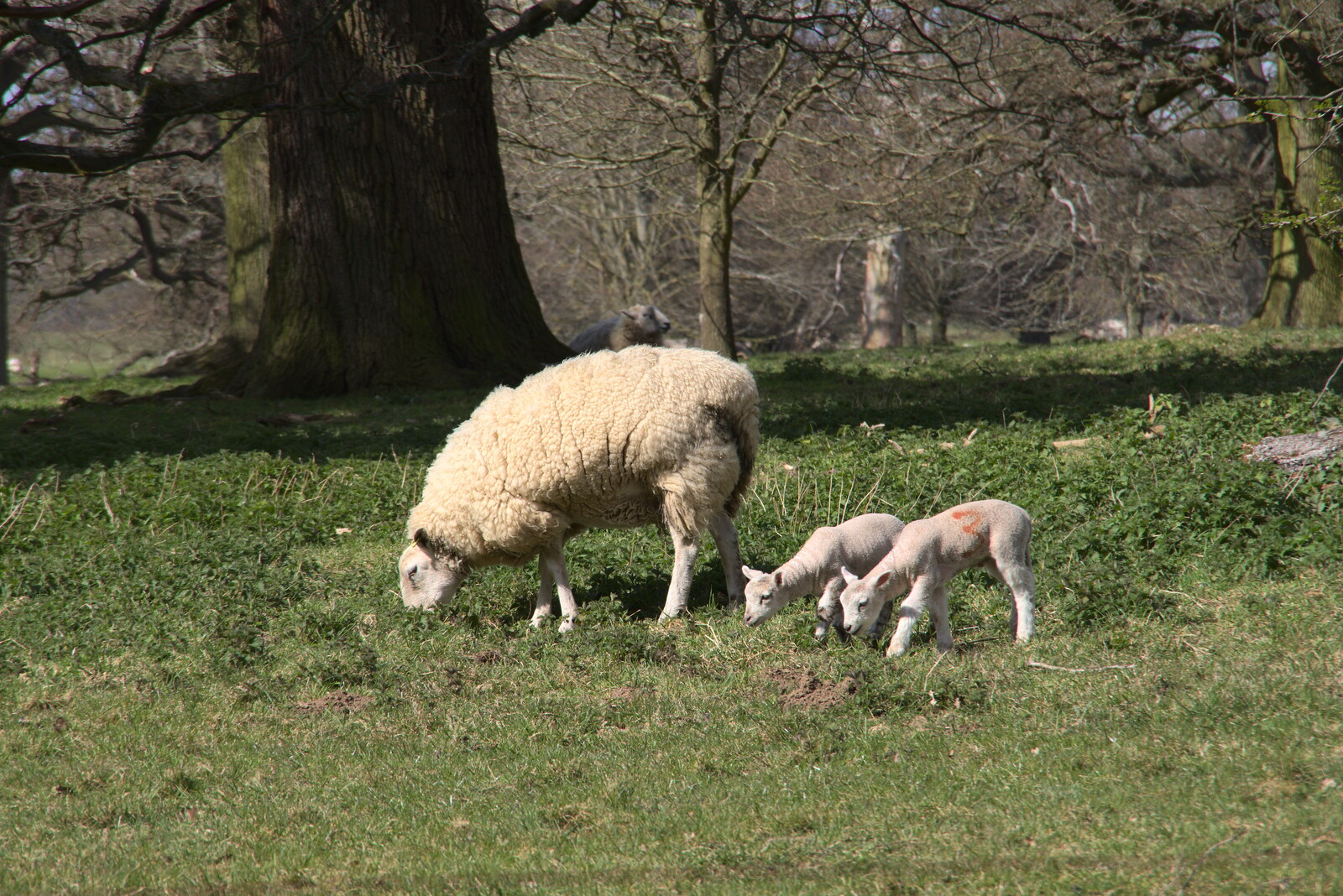 The lambs are out at Ickworth from A Return to Ickworth House, Horringer, Suffolk - 11th April 2021