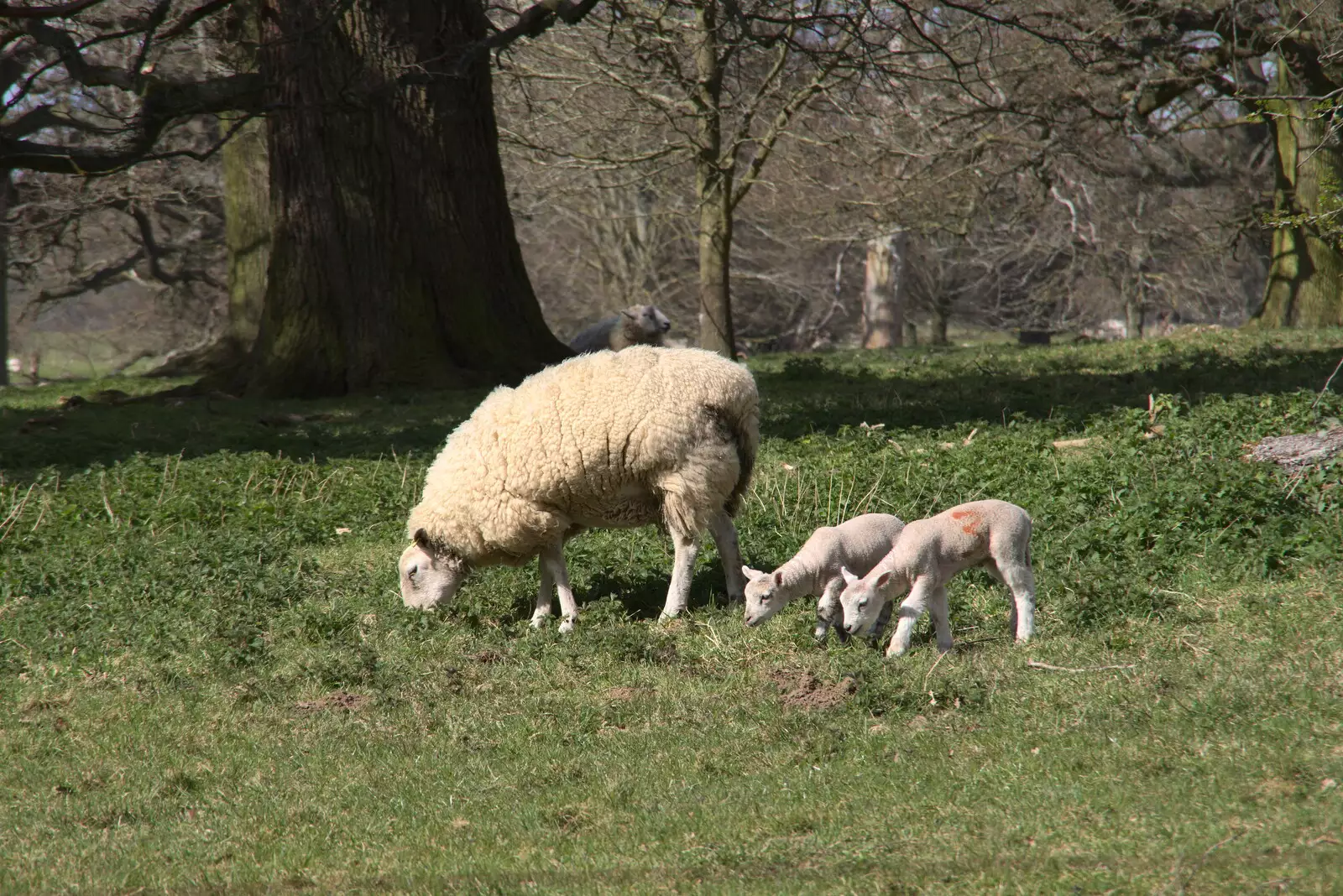 The lambs are out at Ickworth, from A Return to Ickworth House, Horringer, Suffolk - 11th April 2021