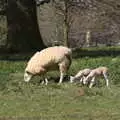 The lambs are out at Ickworth, A Return to Ickworth House, Horringer, Suffolk - 11th April 2021