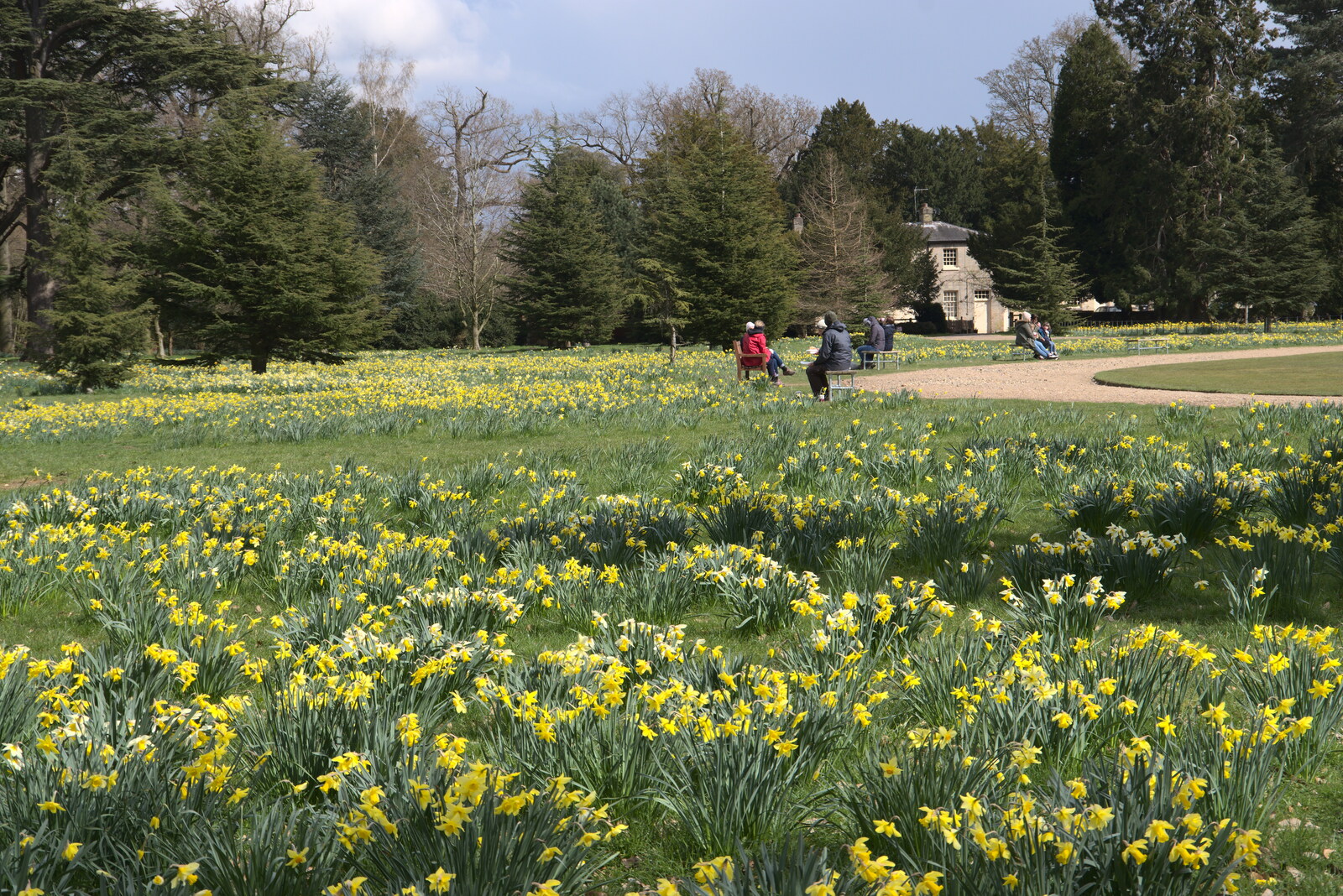 A field of daffodils from A Return to Ickworth House, Horringer, Suffolk - 11th April 2021