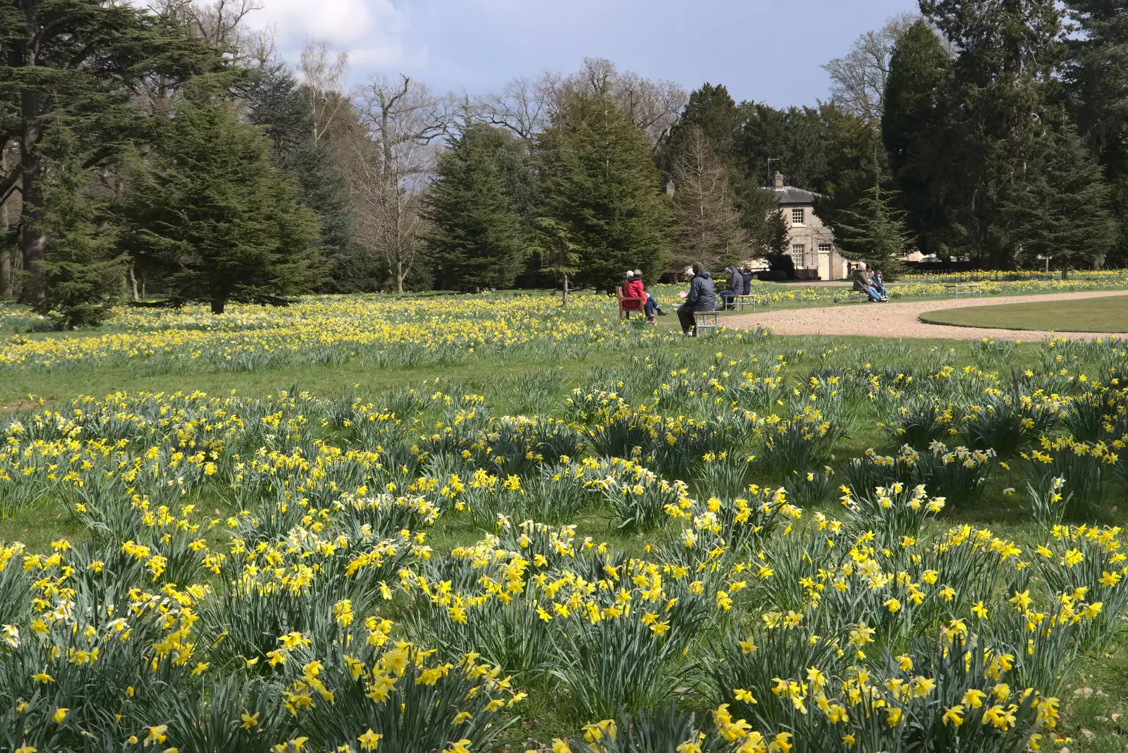 A field of daffodils, from A Return to Ickworth House, Horringer, Suffolk - 11th April 2021