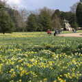 A field of daffodils, A Return to Ickworth House, Horringer, Suffolk - 11th April 2021