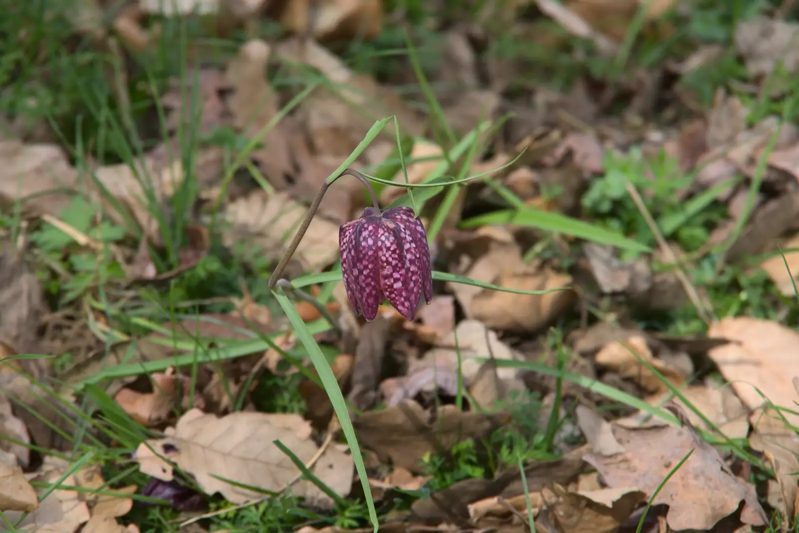 The cool flower of interest, from A Return to Ickworth House, Horringer, Suffolk - 11th April 2021