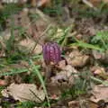 The cool flower of interest, A Return to Ickworth House, Horringer, Suffolk - 11th April 2021