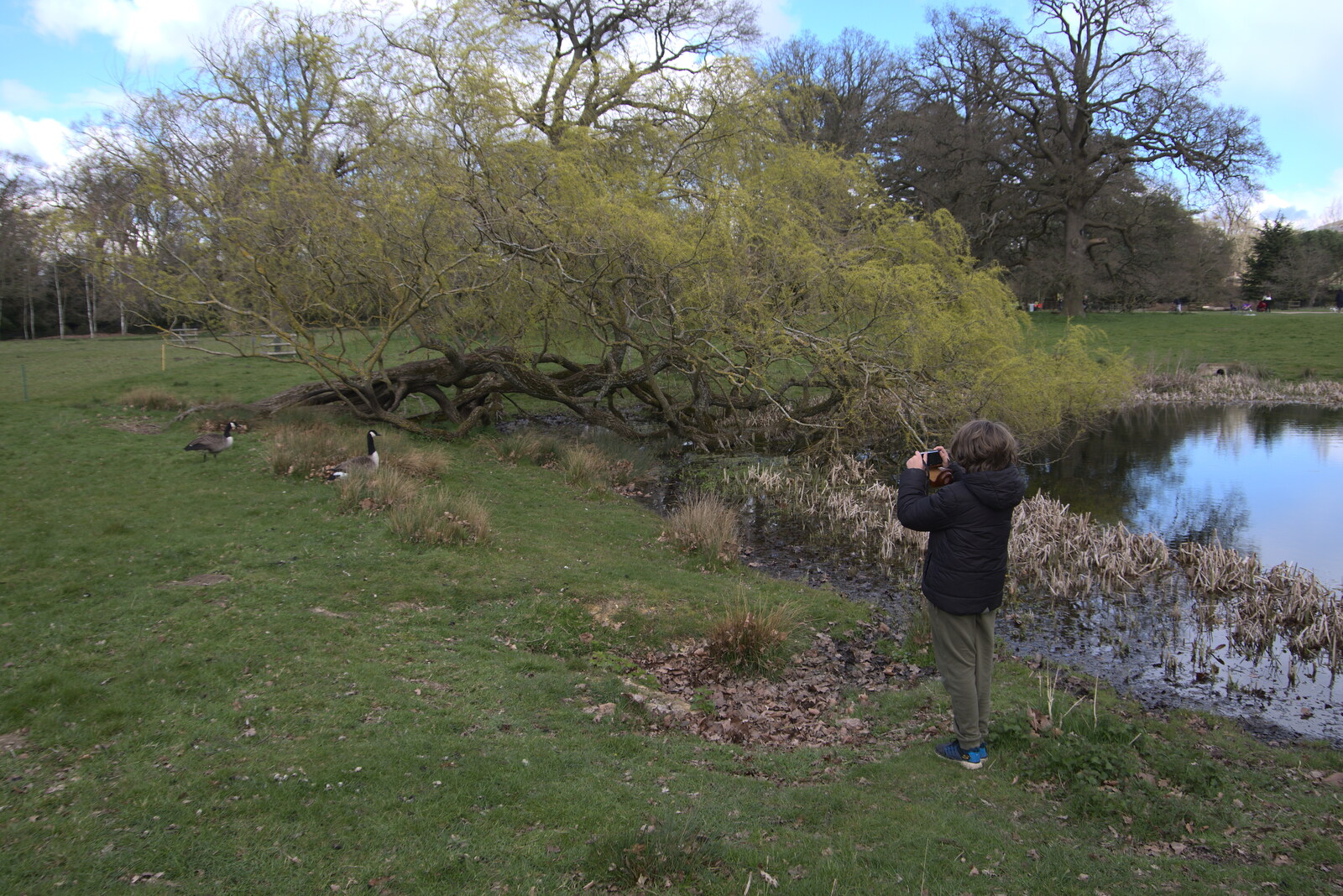 Fred takes a photo of geese from A Return to Ickworth House, Horringer, Suffolk - 11th April 2021