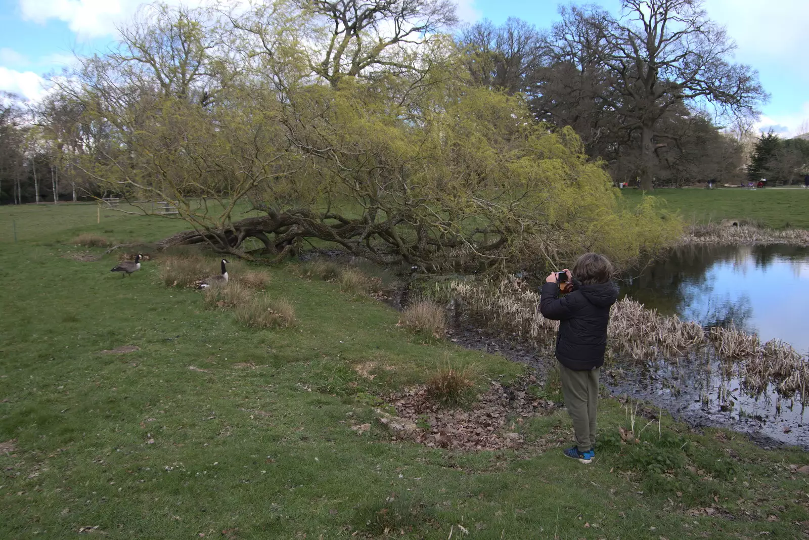 Fred takes a photo of geese, from A Return to Ickworth House, Horringer, Suffolk - 11th April 2021