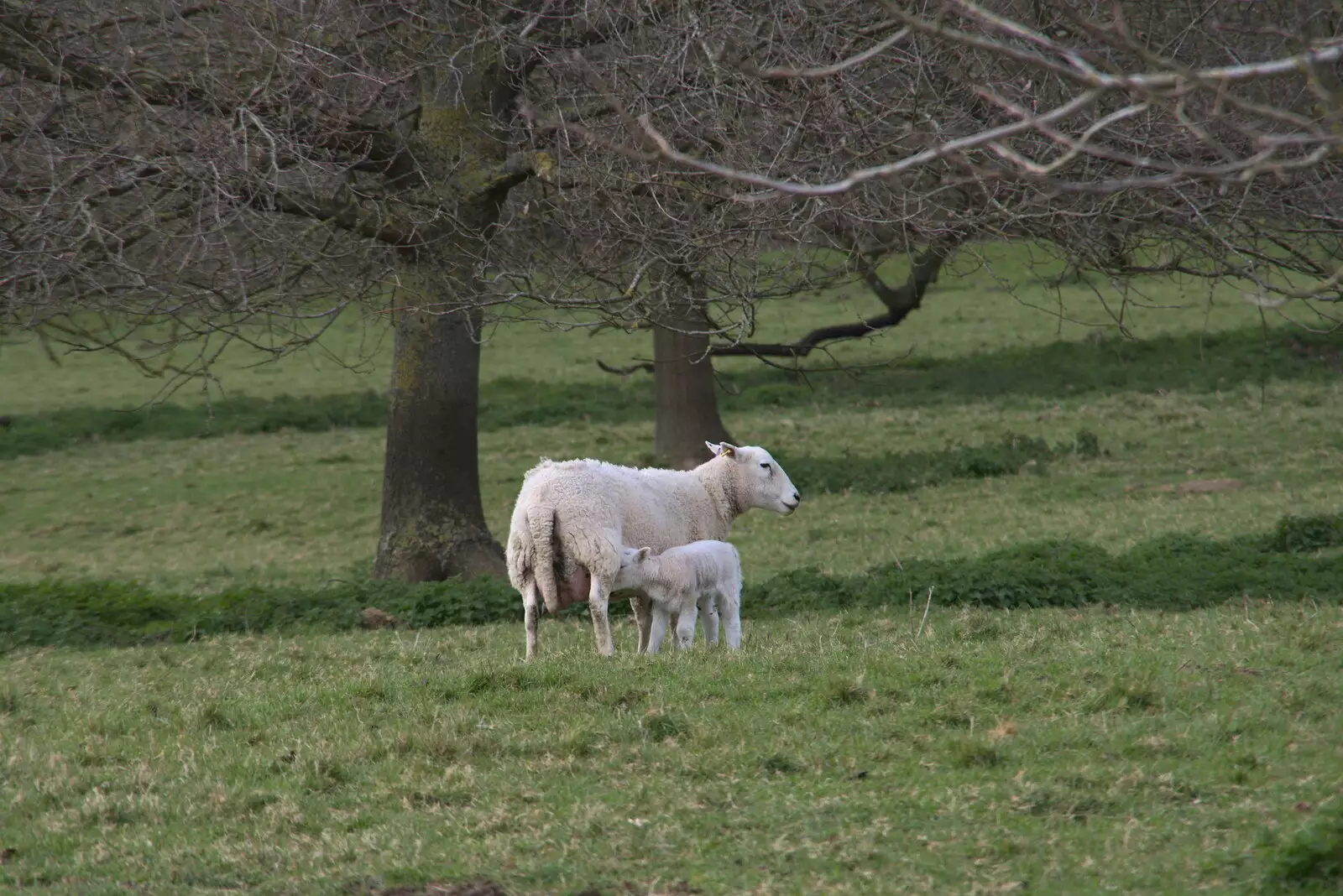 A lamb has a suckle, from A Return to Ickworth House, Horringer, Suffolk - 11th April 2021