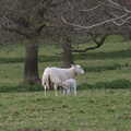 A lamb has a suckle, A Return to Ickworth House, Horringer, Suffolk - 11th April 2021