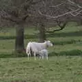 A lamb has a suckle, A Return to Ickworth House, Horringer, Suffolk - 11th April 2021