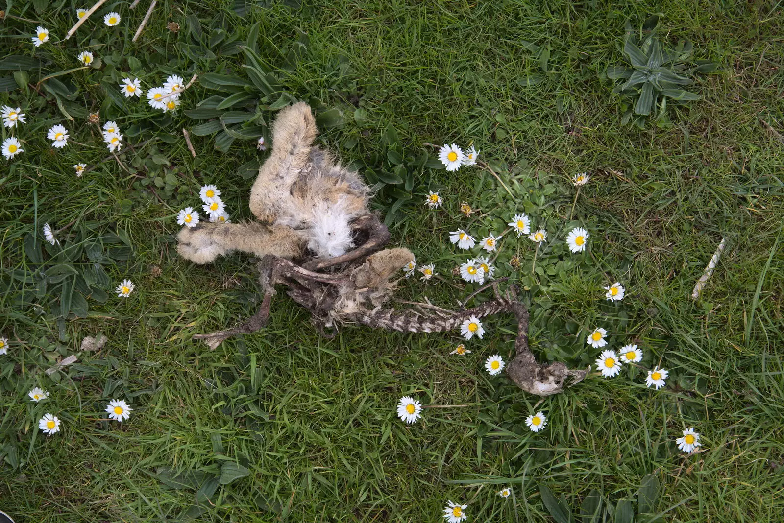 The grisly remains of a rabbit, from A Return to Ickworth House, Horringer, Suffolk - 11th April 2021