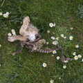 The grisly remains of a rabbit, A Return to Ickworth House, Horringer, Suffolk - 11th April 2021