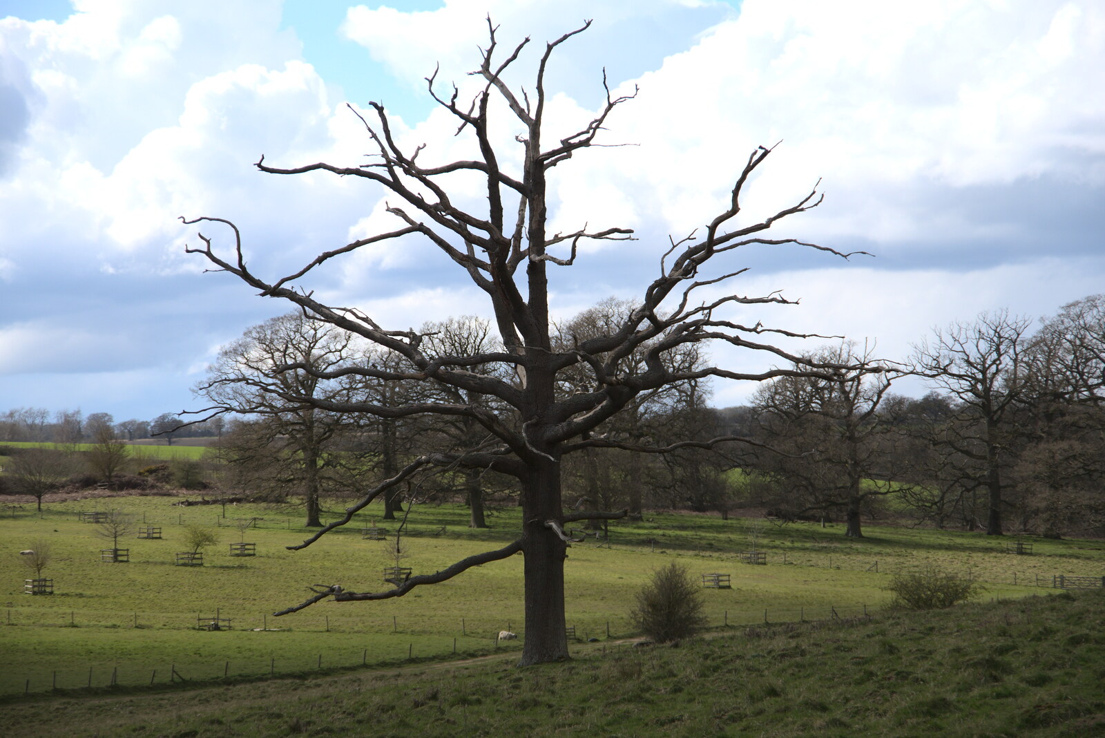 A dead tree from A Return to Ickworth House, Horringer, Suffolk - 11th April 2021
