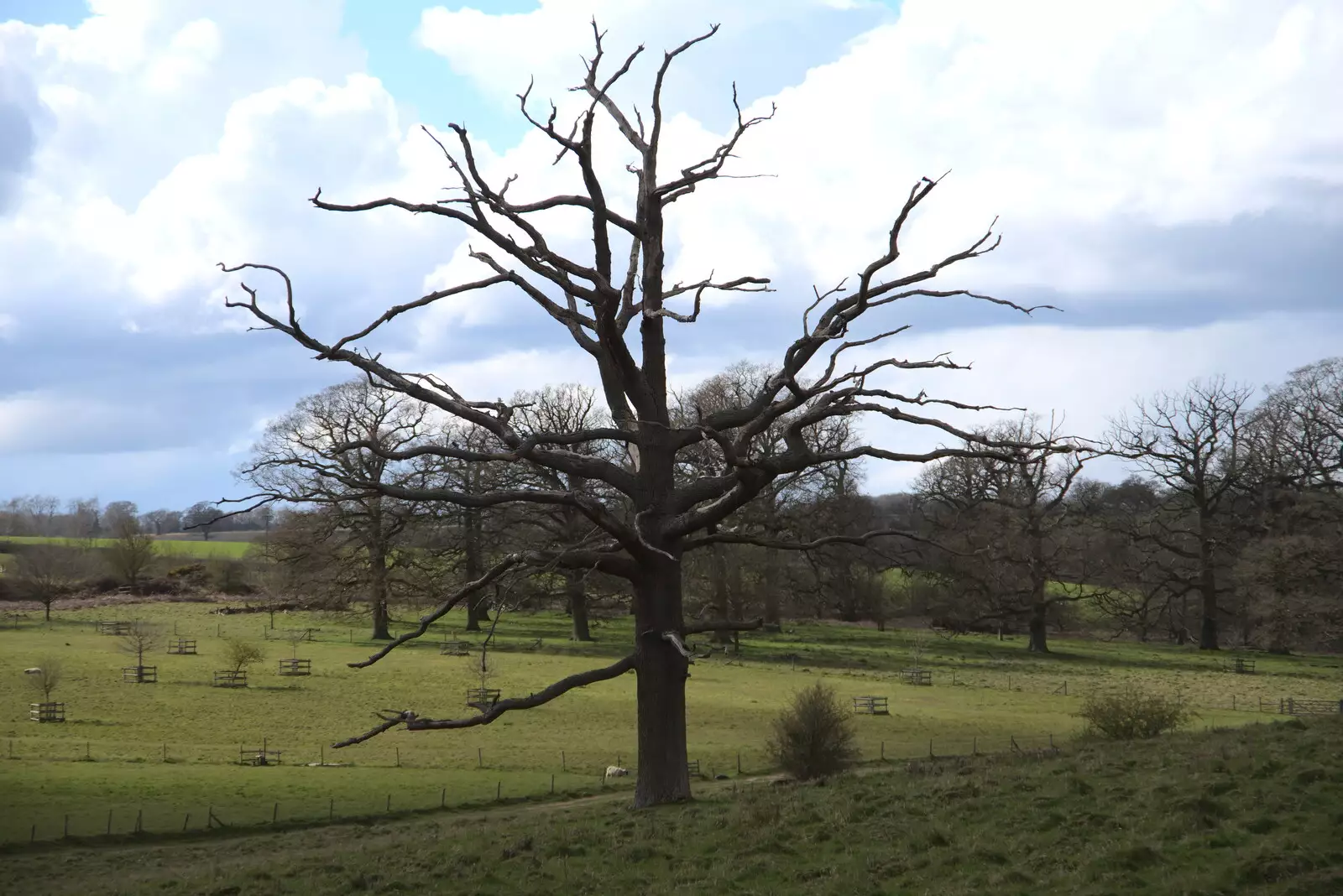 A dead tree, from A Return to Ickworth House, Horringer, Suffolk - 11th April 2021