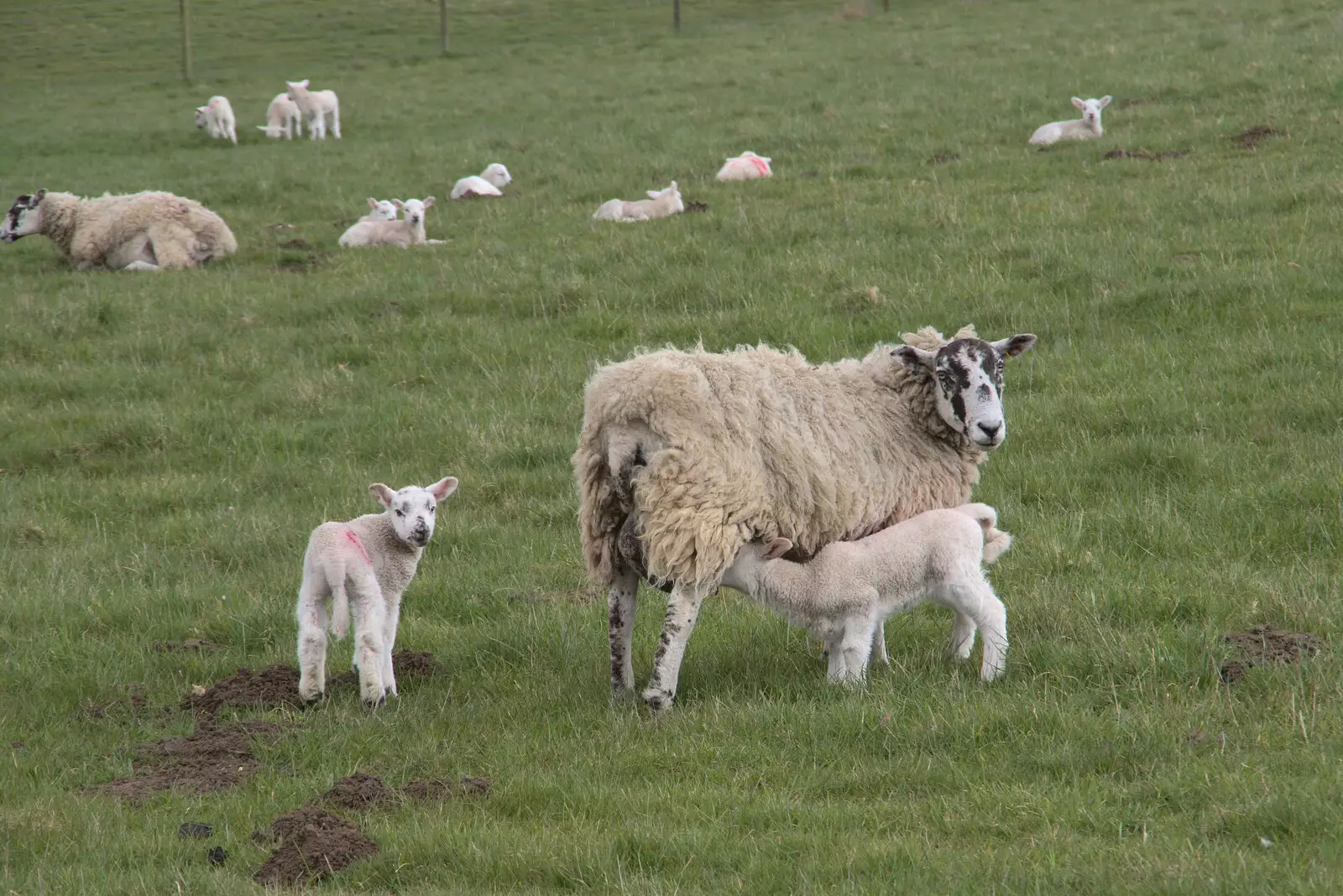 A field full of lambs, from A Return to Ickworth House, Horringer, Suffolk - 11th April 2021