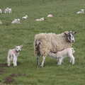 A field full of lambs, A Return to Ickworth House, Horringer, Suffolk - 11th April 2021
