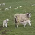 A field full of lambs, A Return to Ickworth House, Horringer, Suffolk - 11th April 2021