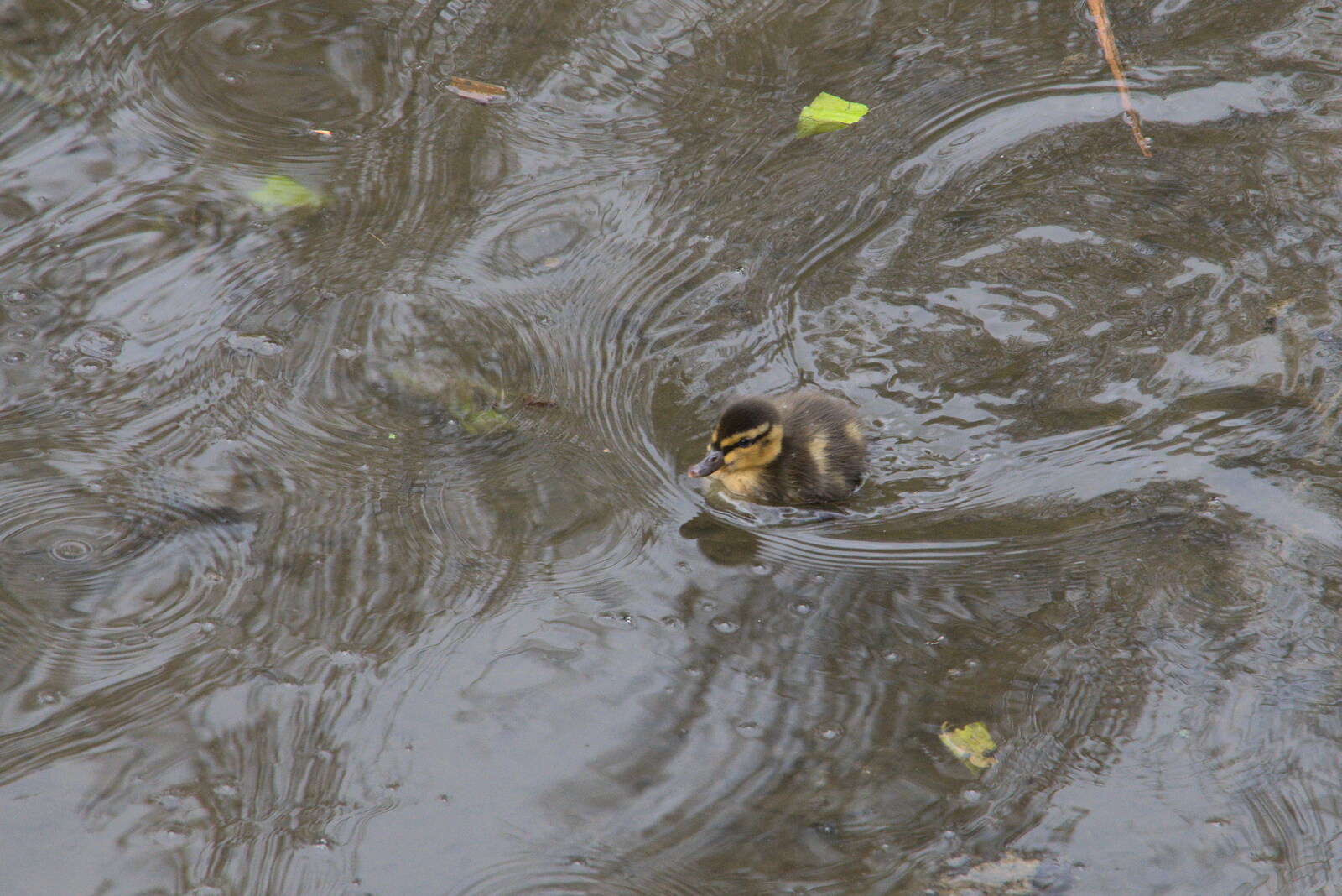 A fluffy duckling scoots about from A Return to Ickworth House, Horringer, Suffolk - 11th April 2021