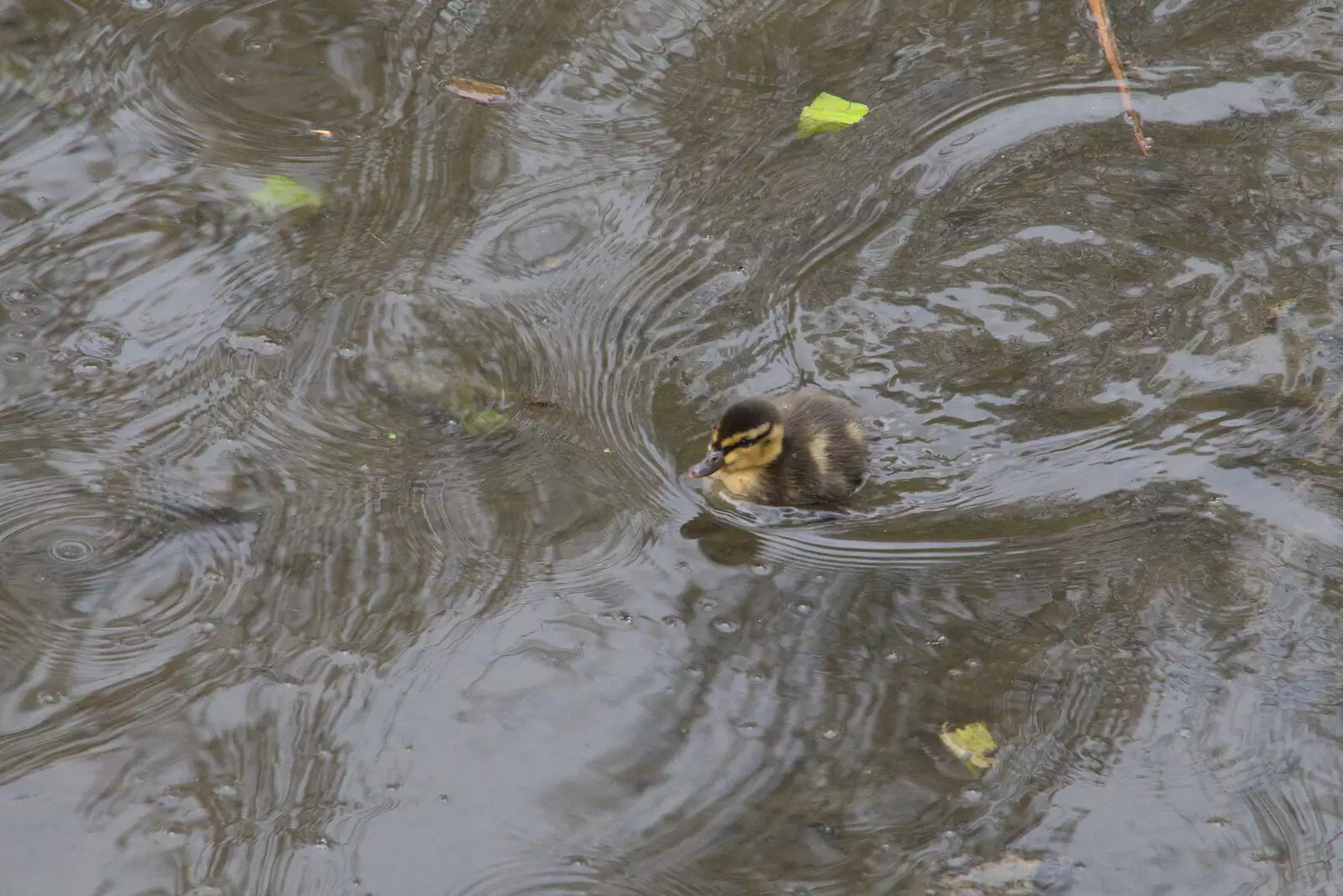 A fluffy duckling scoots about, from A Return to Ickworth House, Horringer, Suffolk - 11th April 2021