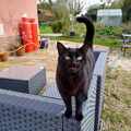 Millie is being Shouty Cat, A Cameraphone Roundup, Brome and Eye, Suffolk - 12th April 2021