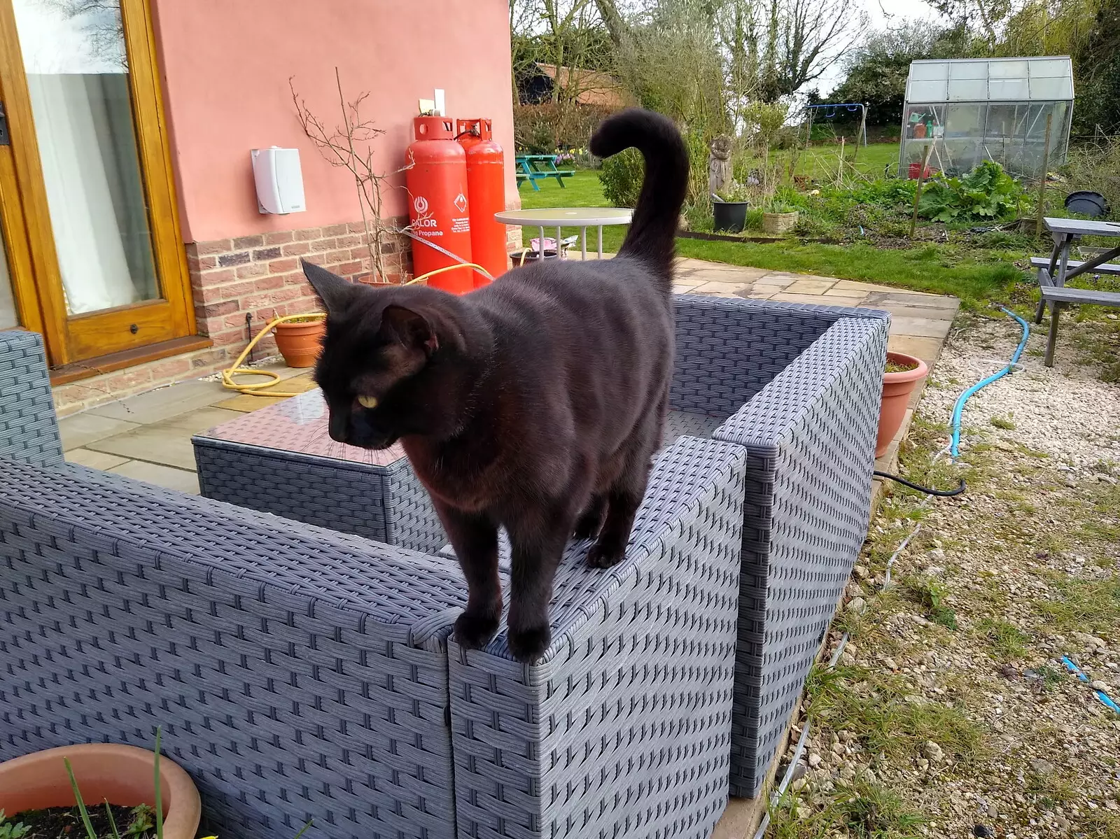 Millie walks around on the patio furniture, from A Cameraphone Roundup, Brome and Eye, Suffolk - 12th April 2021