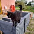 Millie walks around on the patio furniture, A Cameraphone Roundup, Brome and Eye, Suffolk - 12th April 2021