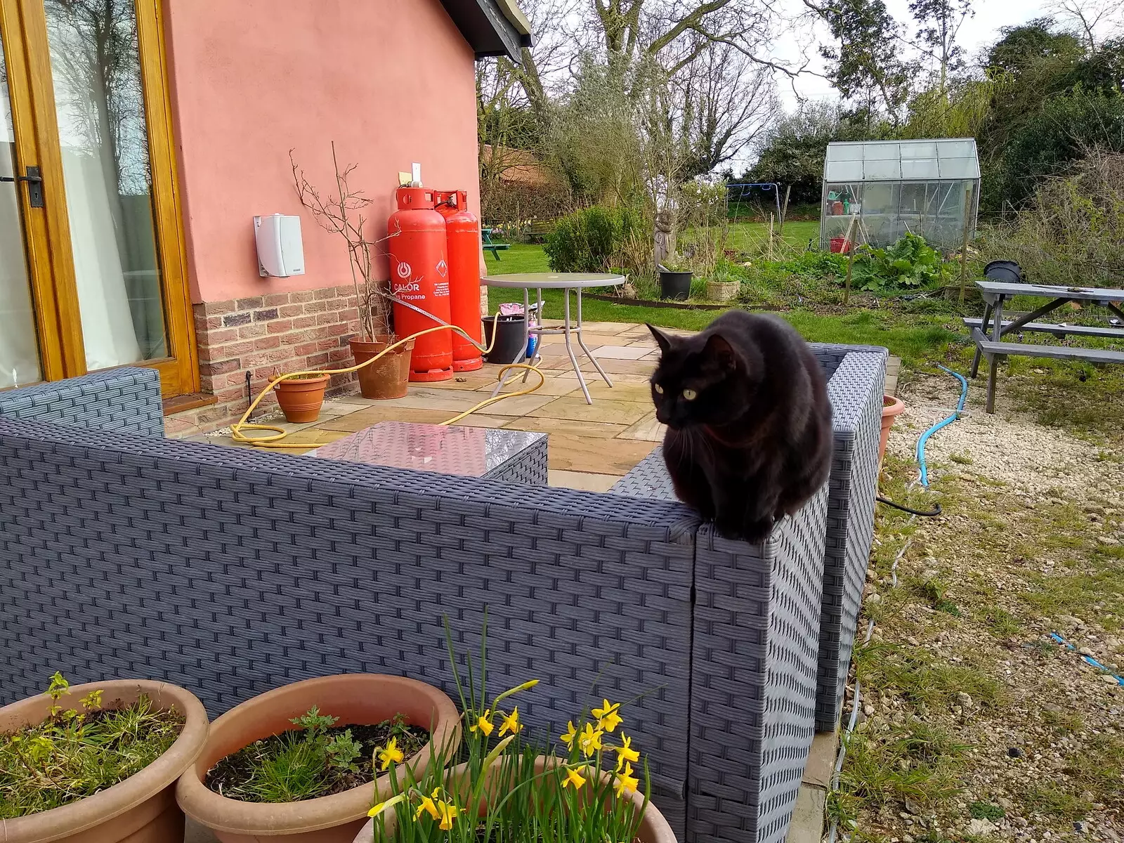 Millie perches and stares at something, from A Cameraphone Roundup, Brome and Eye, Suffolk - 12th April 2021