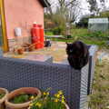 Millie perches and stares at something, A Cameraphone Roundup, Brome and Eye, Suffolk - 12th April 2021