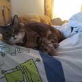 Boris is on Harry's bed, March 2020, A Cameraphone Roundup, Brome and Eye, Suffolk - 12th April 2021