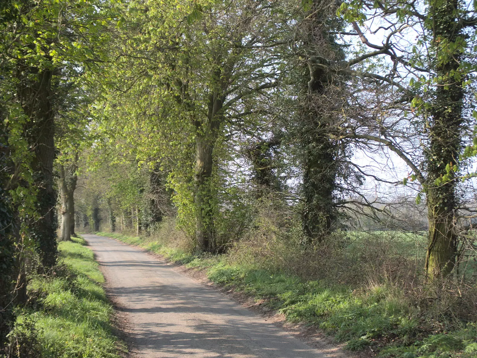 Leaves start to come out on Thornham Road, from BSCC Beer Garden Hypothermia, Hoxne and Brome, Suffolk - 22nd April 2021