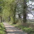 Leaves start to come out on Thornham Road, BSCC Beer Garden Hypothermia, Hoxne and Brome, Suffolk - 22nd April 2021