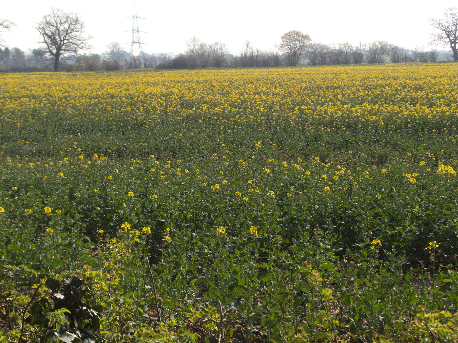 A field of oilseed in flower from BSCC Beer Garden Hypothermia, Hoxne and Brome, Suffolk - 22nd April 2021