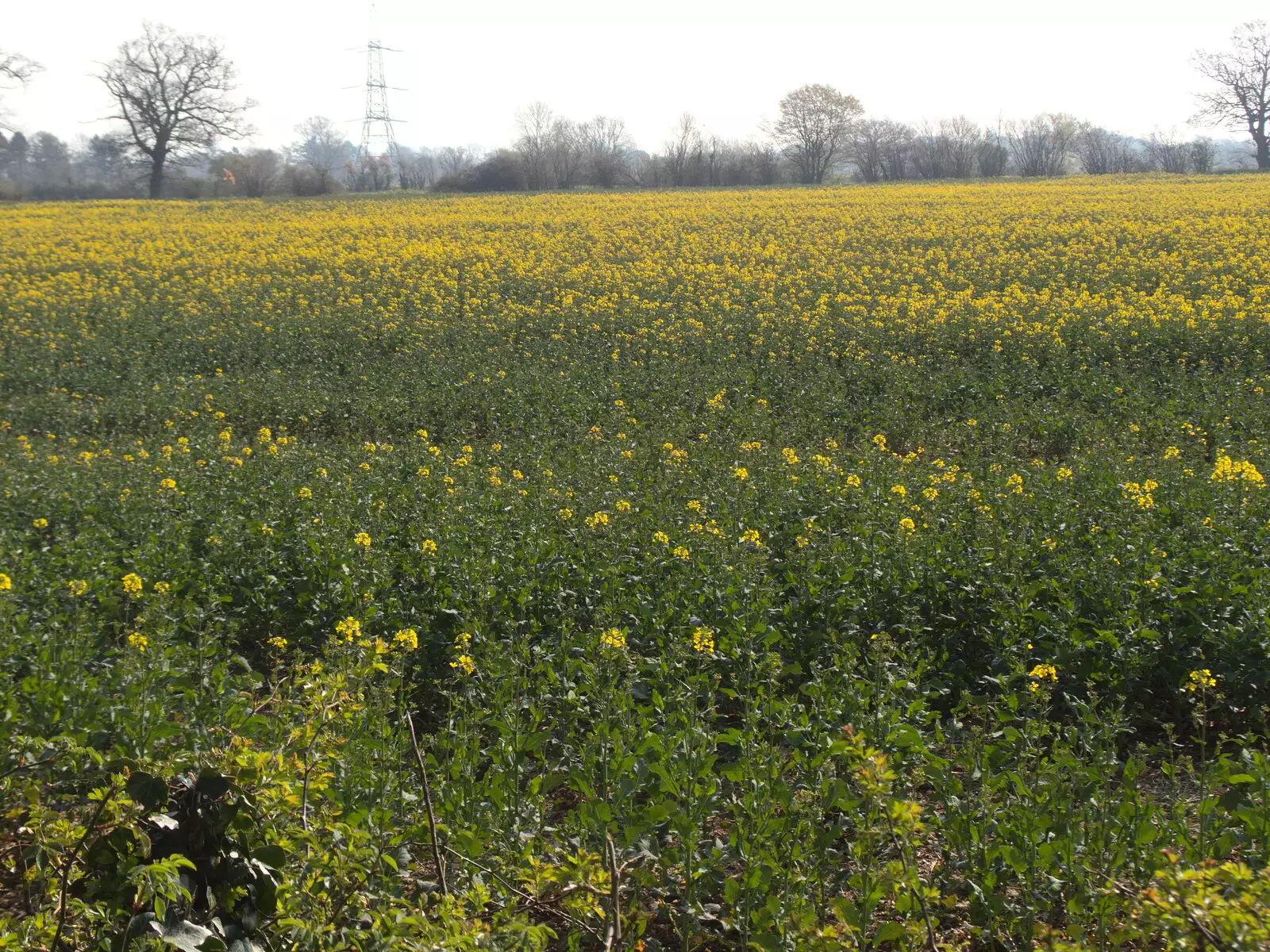 A field of oilseed in flower, from BSCC Beer Garden Hypothermia, Hoxne and Brome, Suffolk - 22nd April 2021