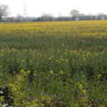 A field of oilseed in flower, BSCC Beer Garden Hypothermia, Hoxne and Brome, Suffolk - 22nd April 2021