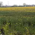 A field of oilseed in flower, BSCC Beer Garden Hypothermia, Hoxne and Brome, Suffolk - 22nd April 2021