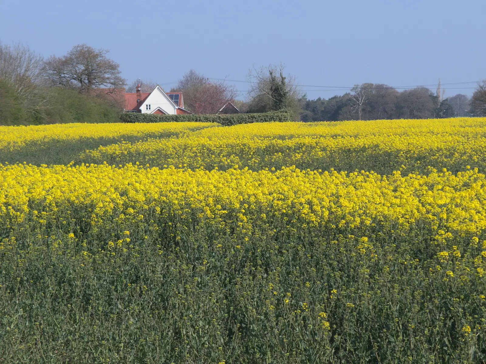 A field of oilseed just outside Eye, on the B1077, from BSCC Beer Garden Hypothermia, Hoxne and Brome, Suffolk - 22nd April 2021