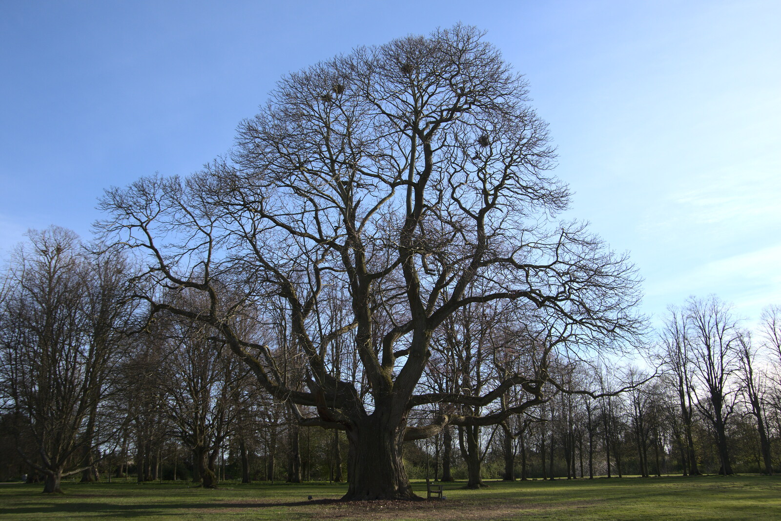 A grand old oak tree from BSCC Beer Garden Hypothermia, Hoxne and Brome, Suffolk - 22nd April 2021